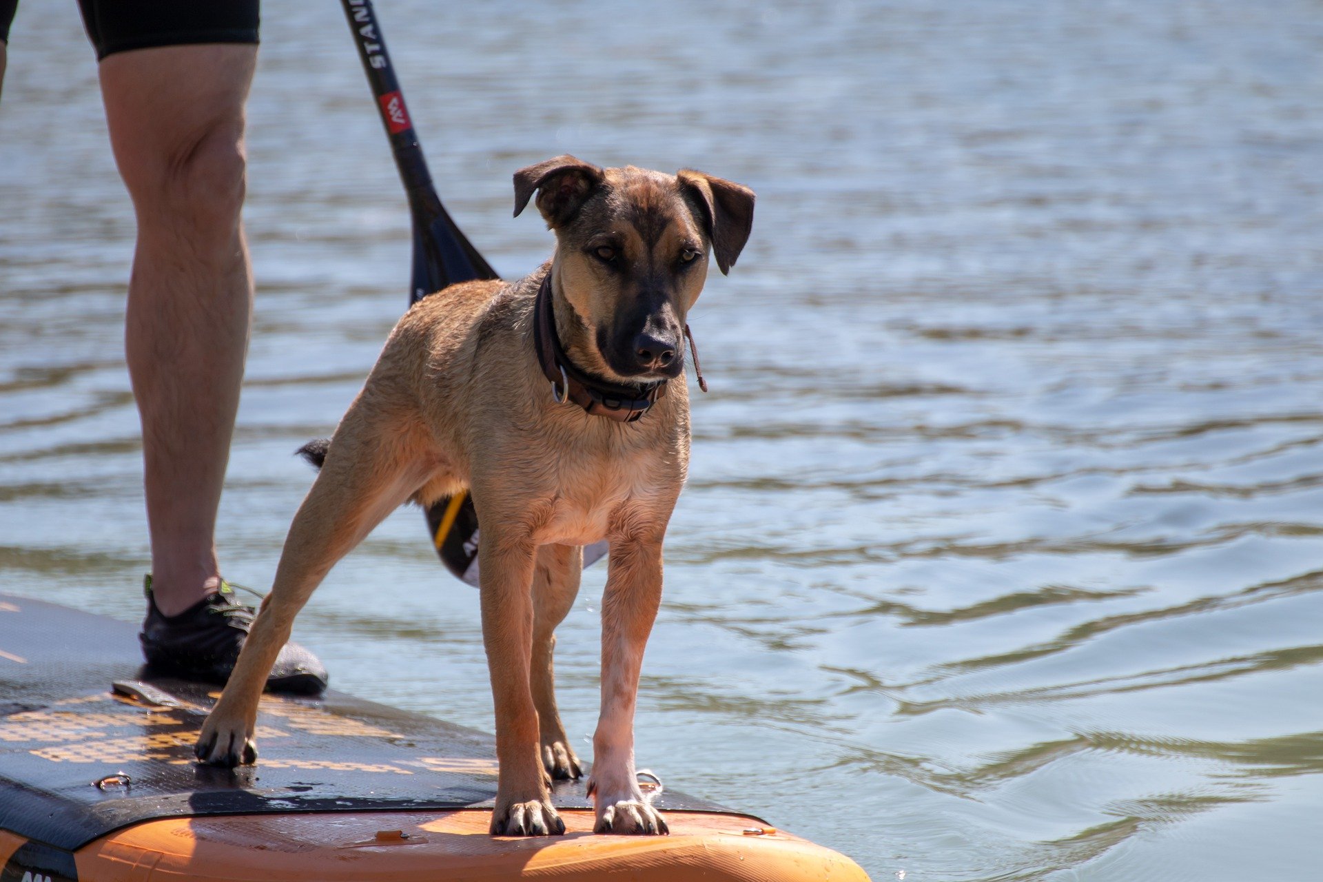 Chien sur une planche de paddle qui fait une séance de cani-paddle