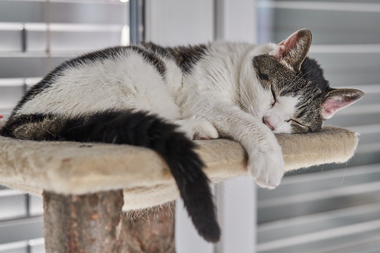 chat-apaise-arbre