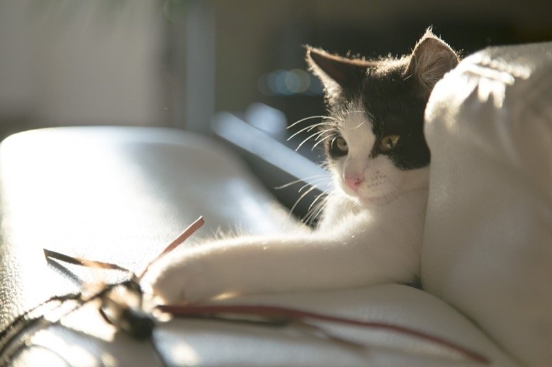 Un chat qui joue sur un canapé