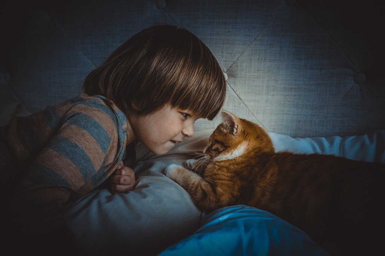 Chat sociable qui joue avec un enfant