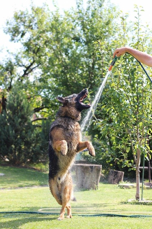 Un chien de race Berger Allemand se fait arroser par fortes chaleurs