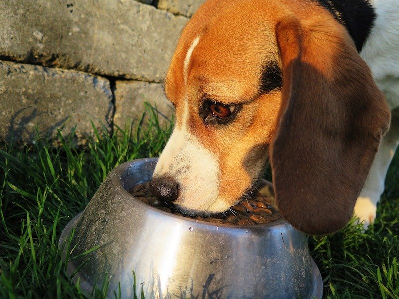 Chien qui mange ses croquettes dans une gamelle en inox