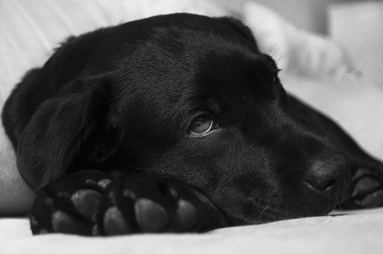 Un chien malade après s'être intoxiqué avec du chocolat
