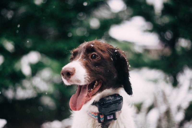 Chien en extérieur portant un collier avec un GPS