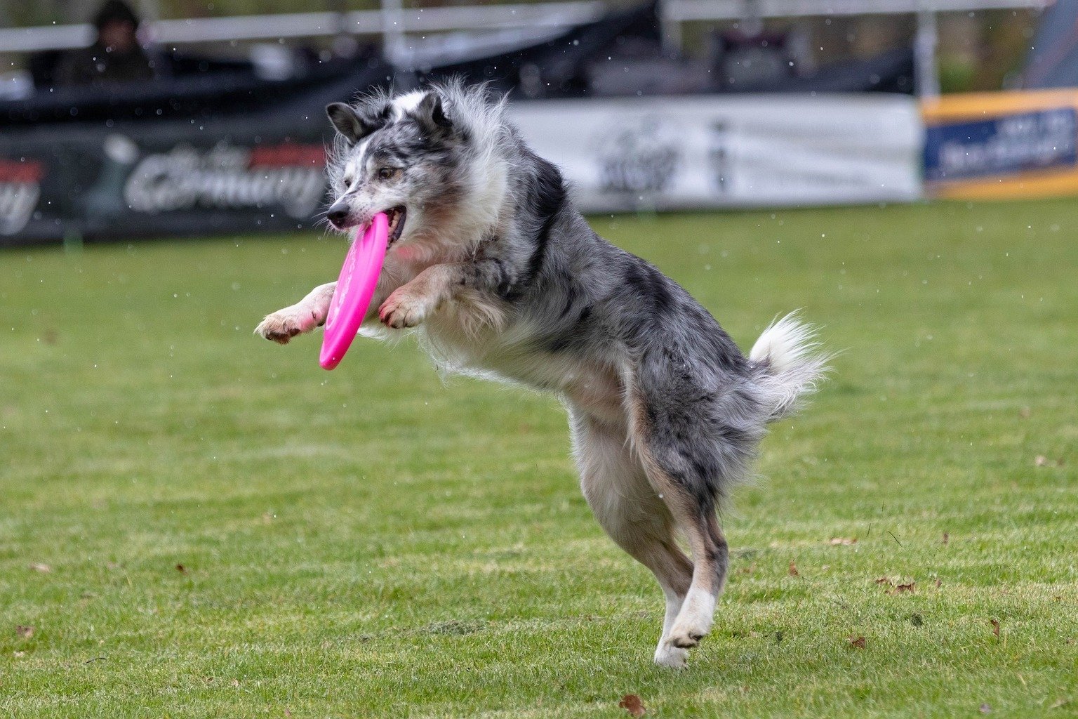 Chien qui saute pour rattraper un frisbee
