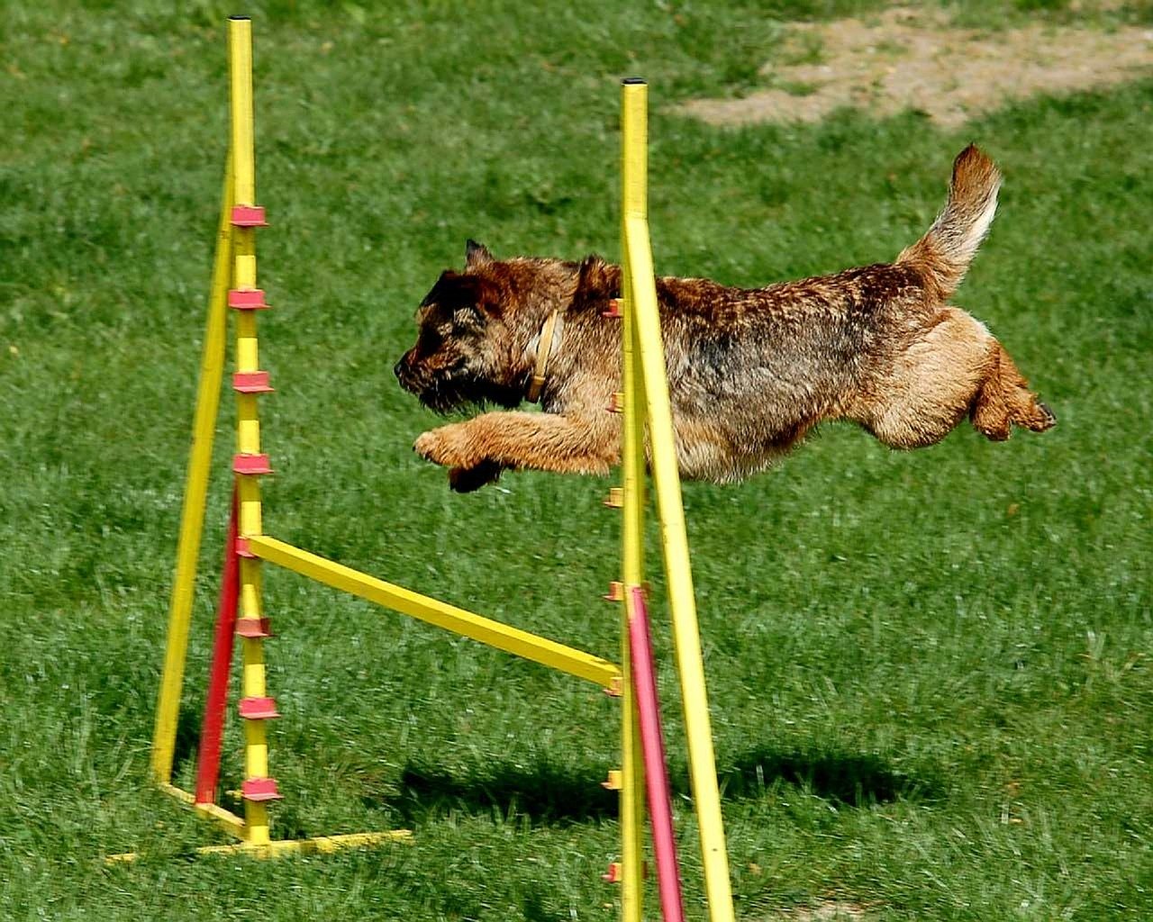 Chien qui saute par-dessus un obstacle pendant un parcours d'Agility