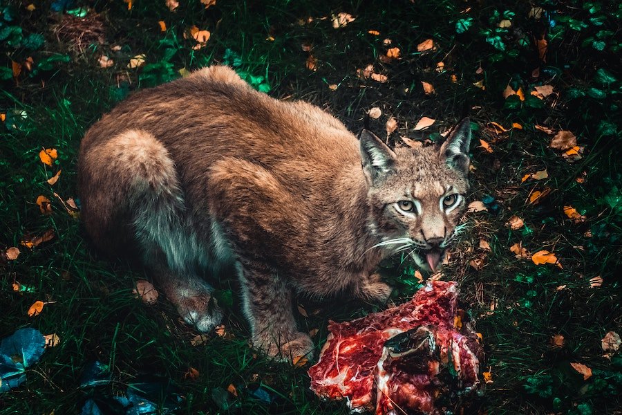 Félin qui mange une carcasse crue
