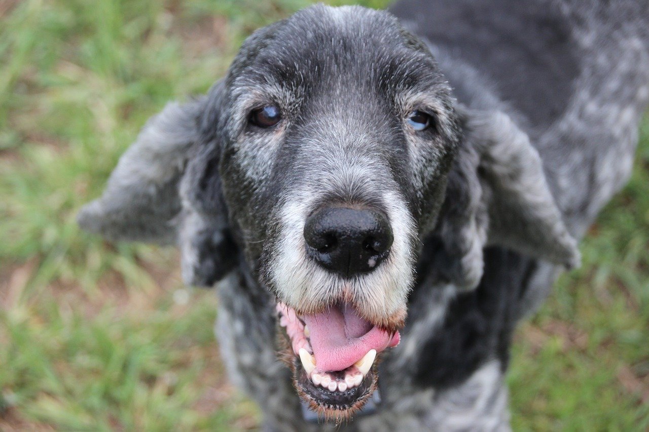 Chien senior qui tire la langue