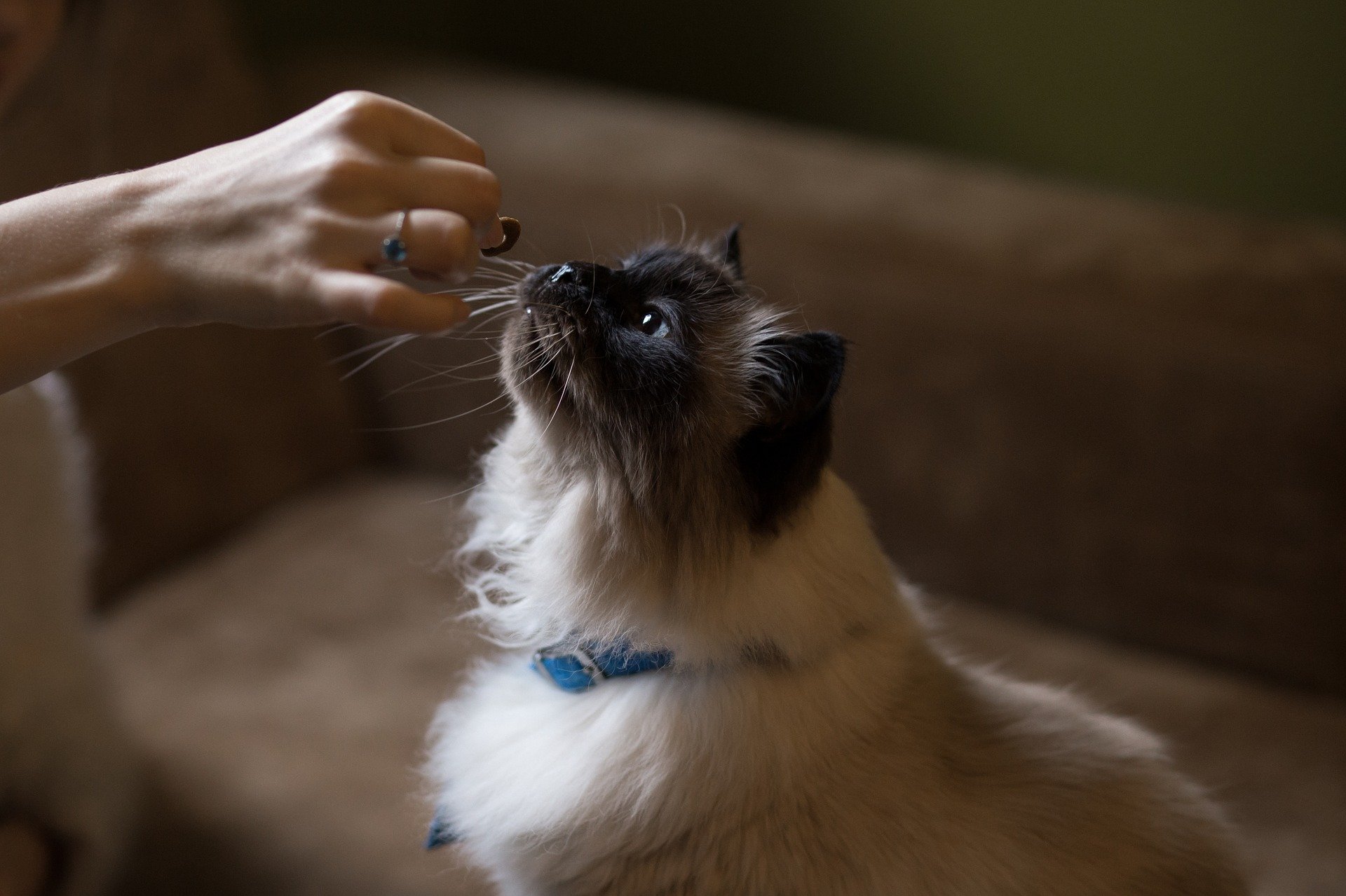 Comment bien nourrir son chat senior ?