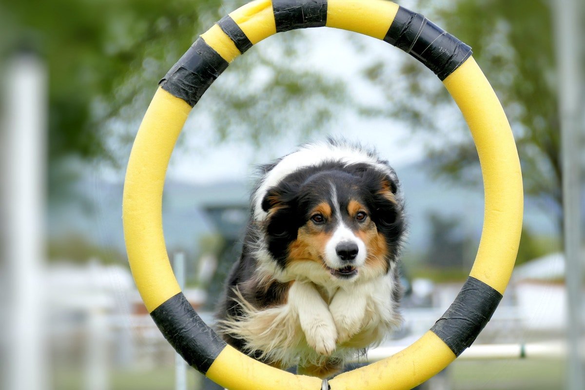 Un chiot sur un parcours d'agility passant à travers un cerceau